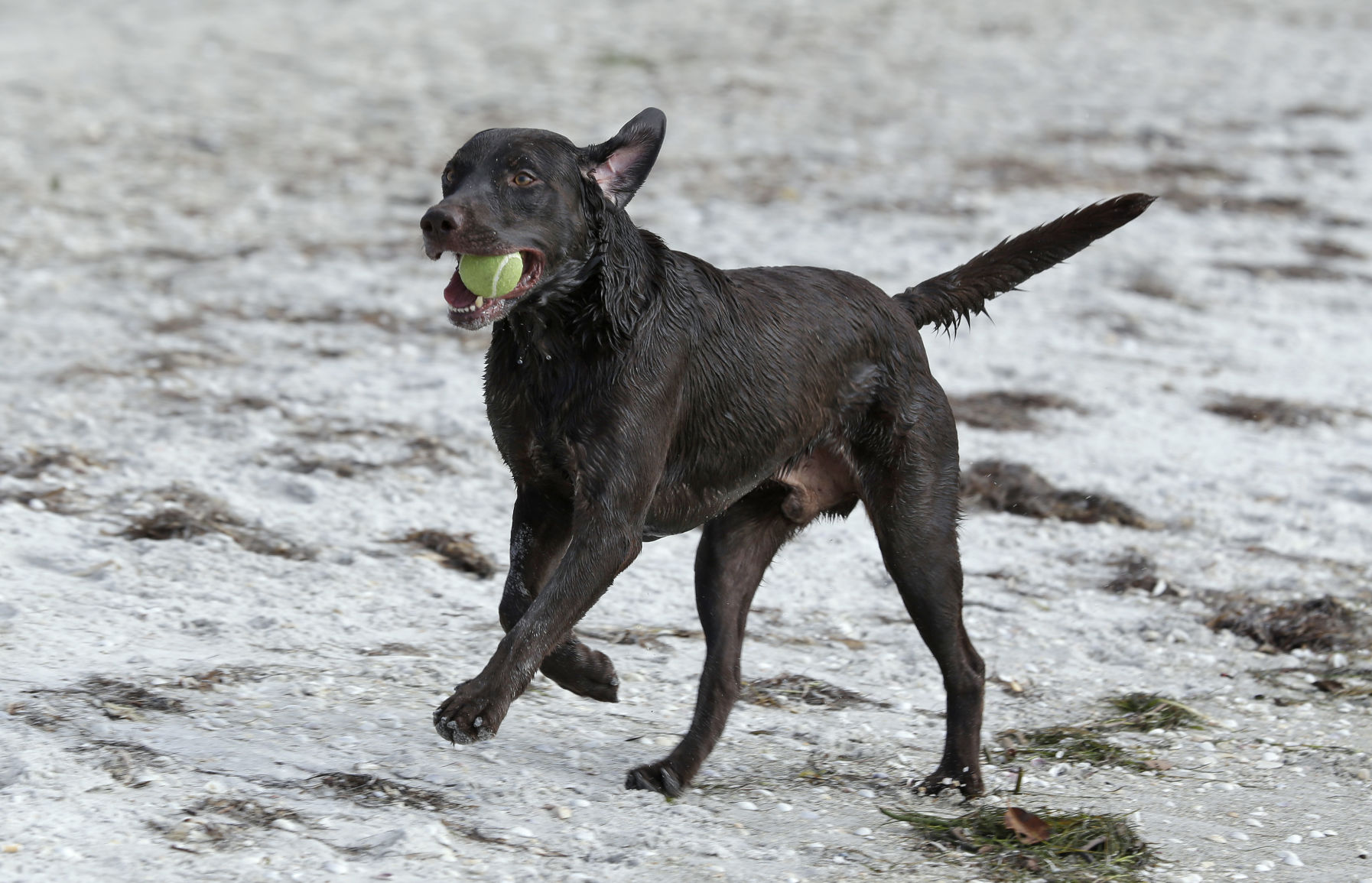 Chocolate Labrador Retriever